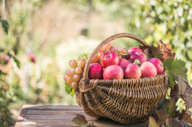 Bahçedeki olgun elmalarla dolu bir sepet. Elma hasatı Sonbahar konsepti