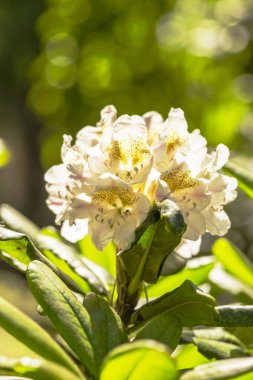 Bahar bahçesinde çiçek açan arka plan