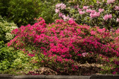 Bahar bahçesinde çiçek açan arka plan