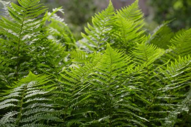 Bahar bahçesinde çiçek açan güzel bitkiler 