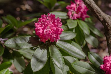 Bahar bahçesinde çiçek açan arka plan