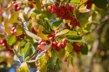 Ağaçtaki olgun yaban mersinlerinin yakın görüntüsü
