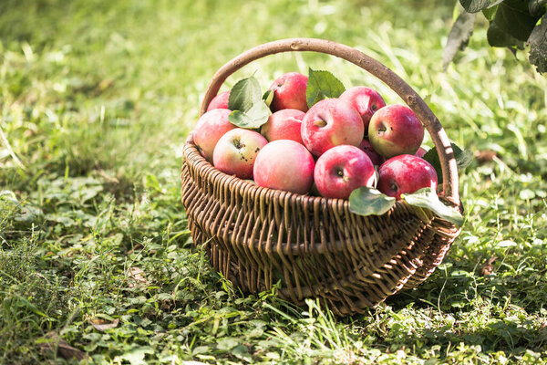basket full of ripe apples in a garden. Apple harvest. Autumn concept