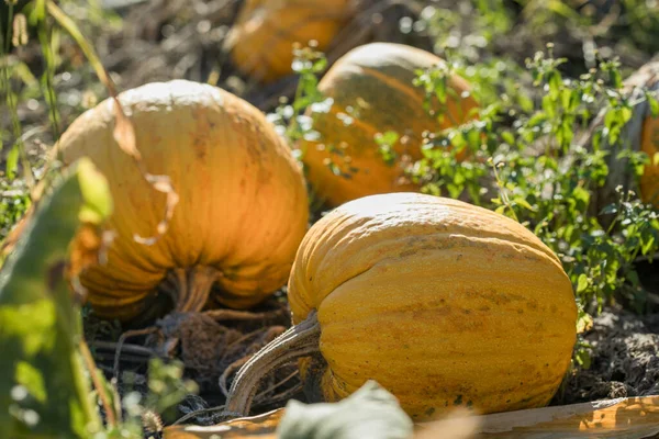 Großer Kürbis Wächst Auf Einem Kürbisfeld Leckeres Und Gesundes Herbstgemüse — Stockfoto