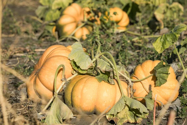 Großer Kürbis Wächst Auf Einem Kürbisfeld Leckeres Und Gesundes Herbstgemüse — Stockfoto