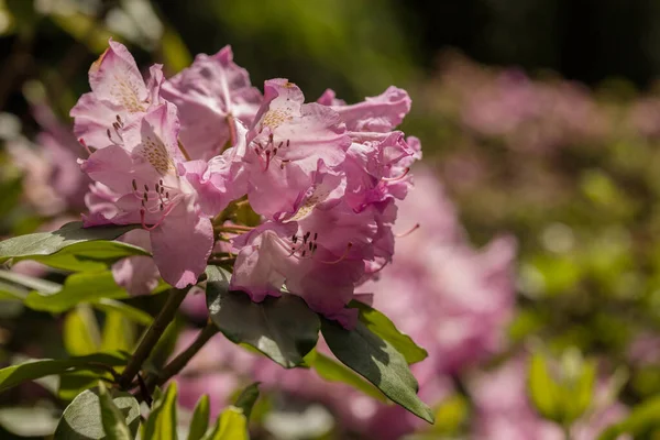 Blooming Flowers Spring Garden Background — Stock Photo, Image