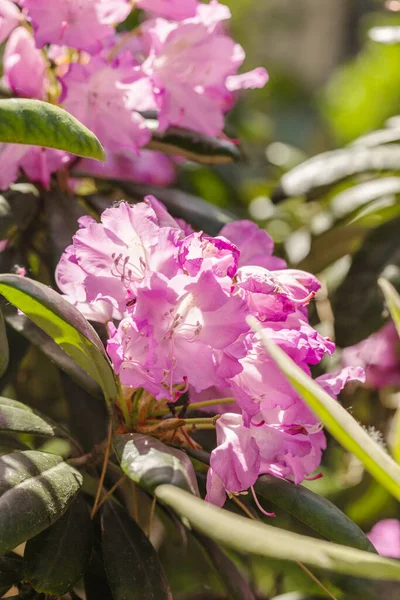 Bloeiende Bloemen Het Voorjaar Tuin Achtergrond — Stockfoto