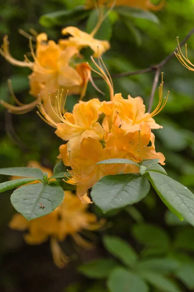 Fioritura Fiori Primavera Giardino Sfondo — Foto Stock