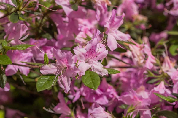 Bahar Bahçesinde Çiçek Açan Arka Plan — Stok fotoğraf