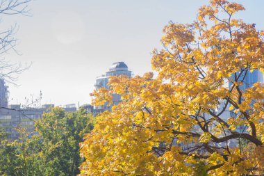Sonbahar ağaçları ve çalılarla şehir parkı manzarası