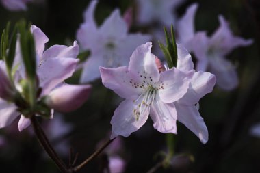Baharın arka bahçesinde çiçek açan tatlı çiçekler.