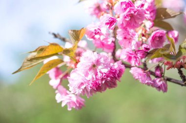 Aroma ve parfüm. Bahar sezonu. Şefkat. Bir dal sakura. Parfüm konsepti. Botanik Bahçesi