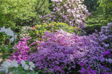 Baharın arka bahçesinde çiçek açan tatlı çiçekler.