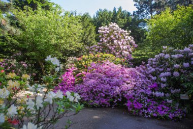Baharın arka bahçesinde çiçek açan tatlı çiçekler.