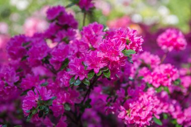 Baharın arka bahçesinde çiçek açan tatlı çiçekler.