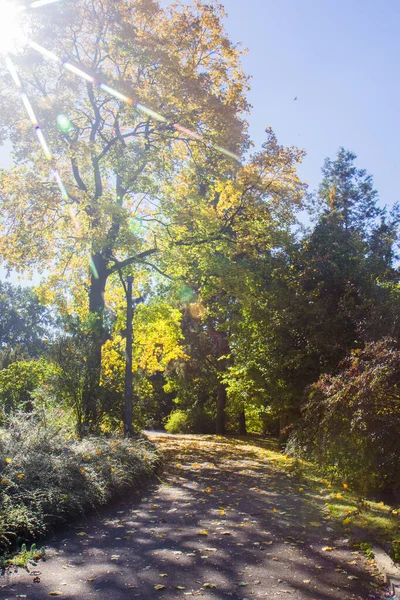 Sonbahar Ağaçları Çalılarla Şehir Parkı Manzarası — Stok fotoğraf