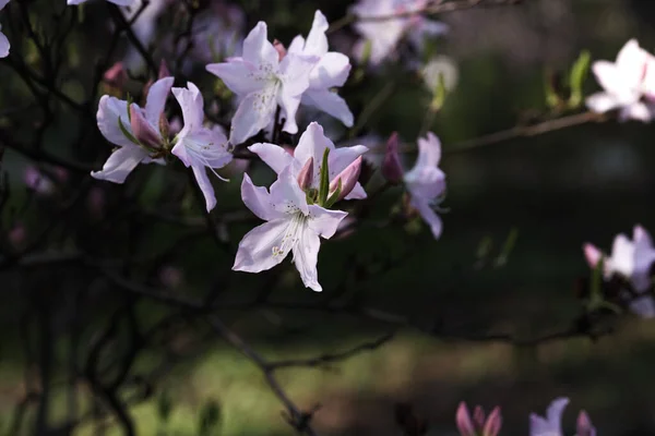 Mooie Bloeiende Bloemen Het Voorjaar Tuin Achtergrond — Stockfoto