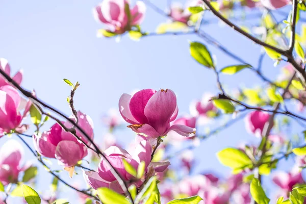 Flowering Magnolia Soulangeana Magnoliaceae Blossom Tulip Shaped Flowers Spring Garden — Stock Photo, Image