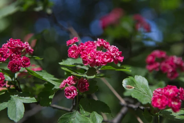 Cute Blooming Lush Flowers Spring Yard Background — Stock Photo, Image