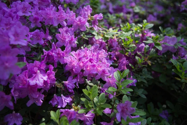 Cute Blooming Lush Flowers Spring Yard Background — Stock Photo, Image