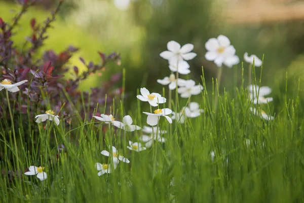 Roztomilý Kvetoucí Svěží Květiny Jarním Dvoře Pozadí — Stock fotografie