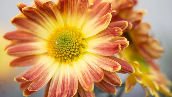 Niedlich Blühenden Üppigen Blumen Frühling Hof Hintergrund — Stockfoto