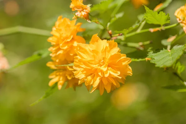 Krásné Kvetoucí Květiny Jarní Zahradě Pozadí — Stock fotografie