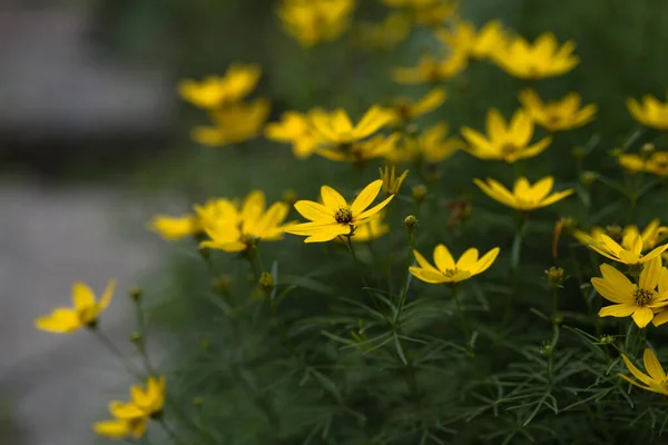 Söt Blommande Frodiga Blommor Våren Gården Bakgrund — Stockfoto