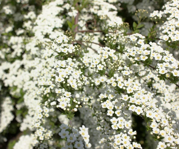 Spiraea Thunbergii Bush Com Flores Brancas Macro — Fotografia de Stock