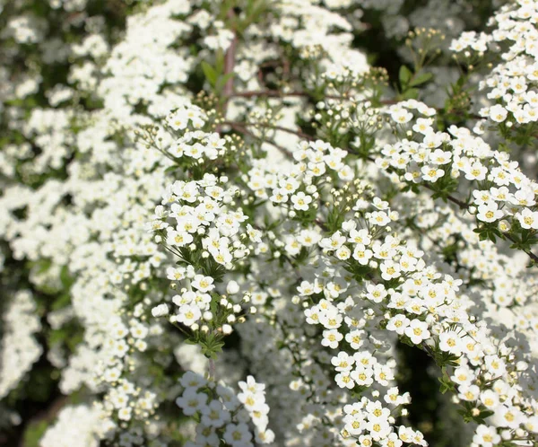 Spiraea thunbergii. Beyaz çiçekli Bush. makro
