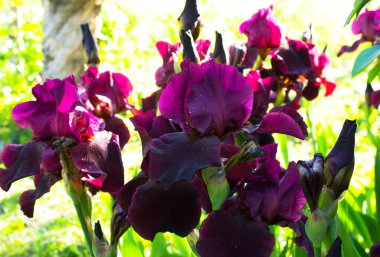 Sakallı iris çiçeğinin (Iris Germanica) yakın çekimi. Süsen çiçekleri. Iridarius.