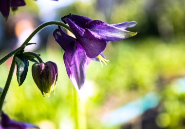  Avrupa kolumbası çiçeği. Aquilegia vulgaris. Kapat..