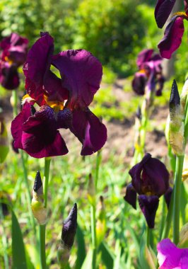 Bahar bahçesinde çiçek açan güzel çiçekler.