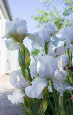 Beyaz sakallı iris çiçeğinin (Iris Germanica) yakın çekimi. Süsen çiçekleri. Iridarius.