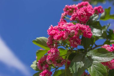 Mavi arkaplanda pembe şahin (krataegus) çiçekleri