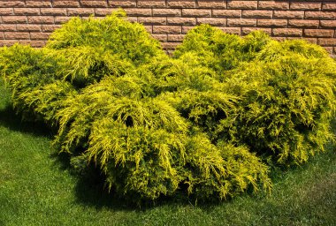 Juniperus sabina aurea, ladscape desenli.