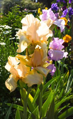 Güzel sarı süsen çiçekleri. Yeşil arka planda güzel irisler. Bahçedeki sarı bir göz baharda açar..