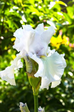 Yeşil arka planda güzel irisler. Bahçedeki beyaz bir iris çiçeği baharda açar..