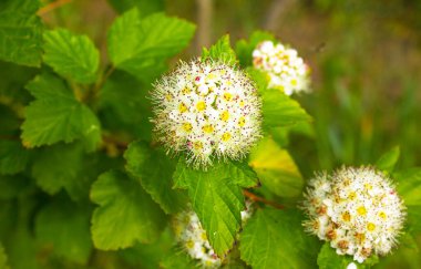 Inflorescences puzyreplodnika kalinolistnogo, Physocarpus opulifolius, güneşli bir yaz gününde.