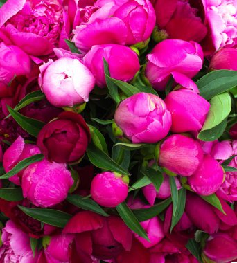 Bir buket pembe şakayık. Renkli çiçeklerle dolu bir hayat. Taze şakayıklar. Çiçek konsepti. Taze bahar buketi. Yaz Arkaplanı