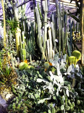 Bahar bahçesinde çiçek açan güzel bitkiler 