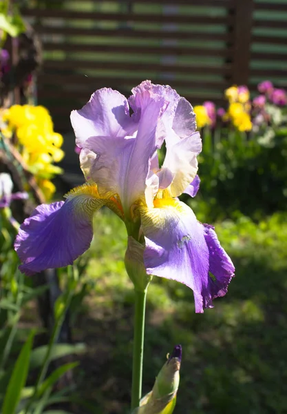 Schöne Blühende Üppige Blumen Frühling Garten Hintergrund — Stockfoto