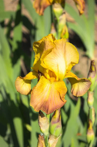 Close Uma Flor Amarela Íris Barbuda Iris Germanica Cama Flores — Fotografia de Stock