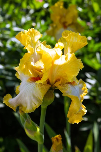 Beautiful Irises Green Background Yellow Iris Plant Garden Bloom Spring — Stock Photo, Image