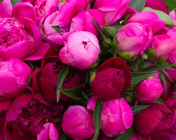 Background of peonies. A wedding bouquet of pink peonies. Pion lobes