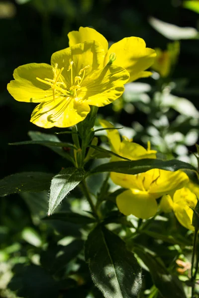 Schöne Blühende Üppige Blumen Frühling Garten Hintergrund — Stockfoto