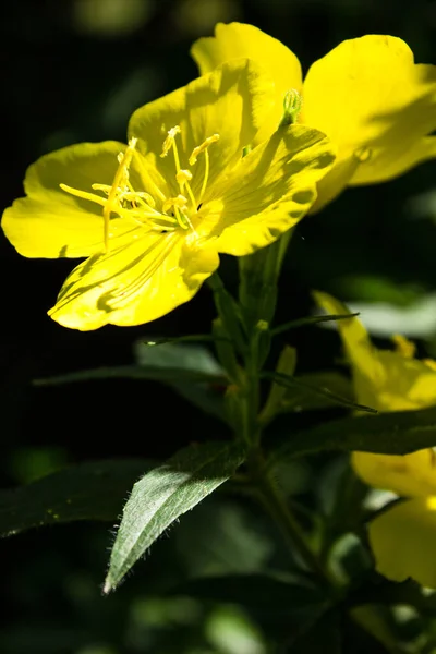 Mooie Bloeiende Weelderige Bloemen Het Voorjaar Tuin Achtergrond — Stockfoto
