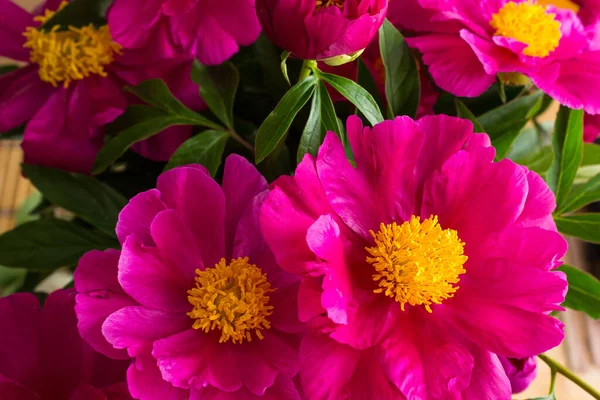Красивые Цветущие Пышные Цветы Фоне Весеннего Сада — стоковое фото