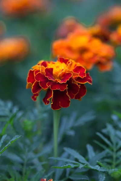 Vacker Blommande Frodiga Blommor Vår Trädgård Bakgrund — Stockfoto