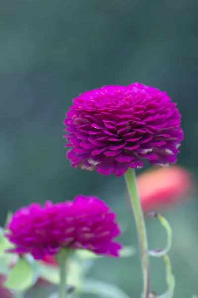 Vacker Blommande Frodiga Blommor Vår Trädgård Bakgrund — Stockfoto